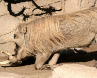 Common warthog