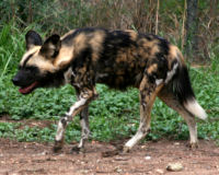 African wild dog