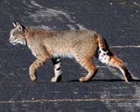 Bobcat