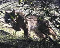 Bobcat