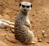 Meerkat