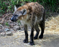 Spotted Hyena