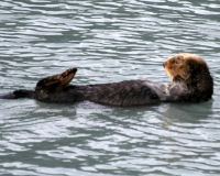 Sea otter