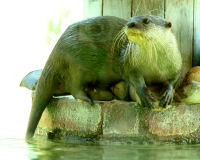 Oriental Small-clawed Otter