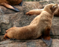 Steller Sea Lion