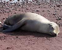 Galápagos fur seal