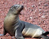 Galápagos fur seal