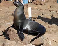 Galápagos sea lion