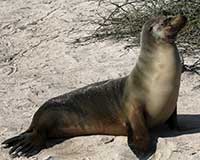 Galápagos sea lion