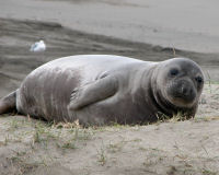 Northern elephant Seal