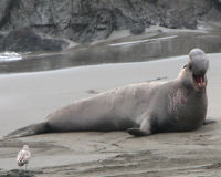 Northern elephant Seal