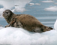 Common seal