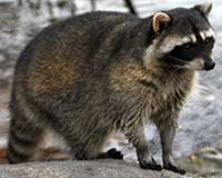 Common raccoon