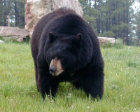 American black bear