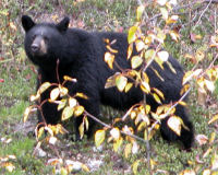 American black bear