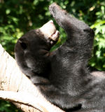 Sun bear