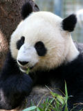 Giant Panda