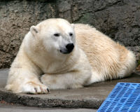 Polar bear