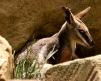 Yellow-footed rock-wallaby