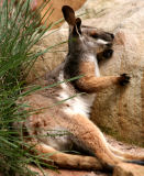 Yellow-footed rock-wallaby