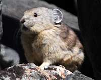 American pika