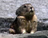 American pika