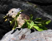 American pika