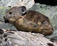 American pika