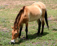 Przewalski's horse