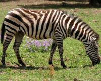 Plains Zebra