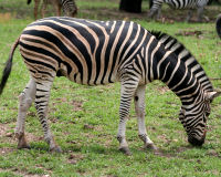 Plains Zebra