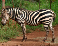 Plains Zebra