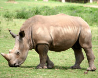 Black Rhinoceros