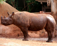 Black Rhinoceros