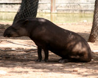 Mountain Tapir