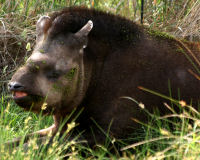 Brazilian Tapir