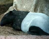 Malayan Tapir