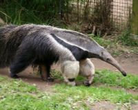 Giant anteater