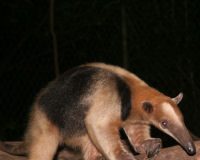 Northern Tamandua