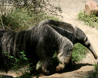 Giant anteater