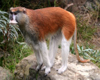 Patas monkey