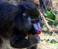 Mandrill