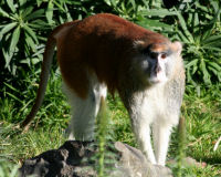 Patas monkey