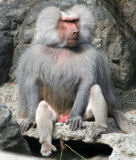 Hamadryas baboon