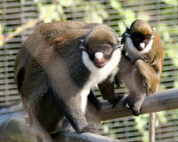 Lesser spot-nosed monkey