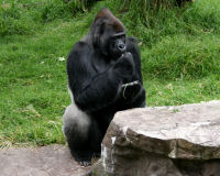 Western Gorilla