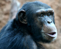 Common Chimpanzee