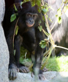 Bonobo