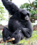 Siamang