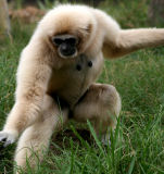 Lar Gibbon